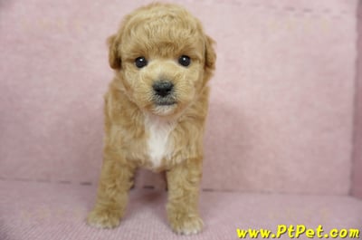 11/26迷你型奶油貴賓公幼犬3號(台北內湖)2