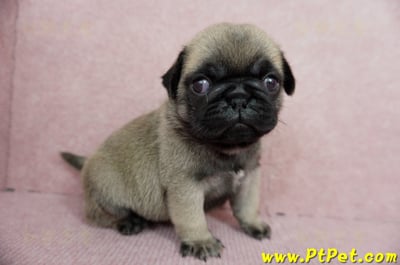 04/02巴哥公幼犬1號(桃園平鎮)5