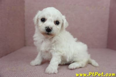 01/12比熊犬母幼犬(屏東市)5