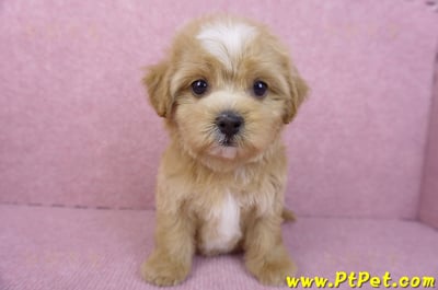 11/02馬爾泰迪母幼犬2號(新竹市)1