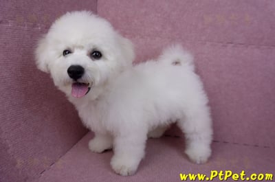 07/22比熊犬公幼犬2號(高雄楠梓)10