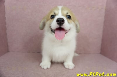 02/09雙色柯基犬母幼犬(屏東九如)3