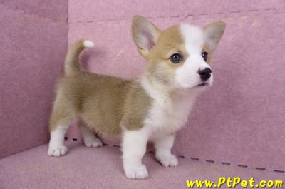 10/13雙色柯基犬母幼犬1號(台北大安)5