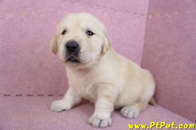 11/14黃金獵犬公幼犬2號(新北三重)5