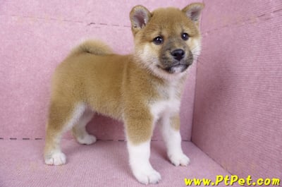 11/19赤色柴犬公幼犬(台中豐原)6