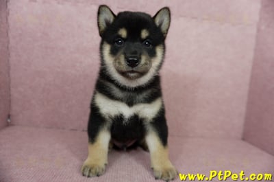 06/04黑色柴犬公幼犬(屏東市)2