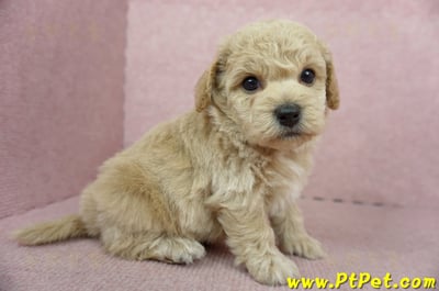 11/08泰迪比熊公幼犬2號(新北淡水)6