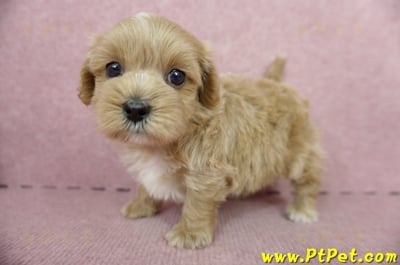 05/05奶油色馬爾泰迪公幼犬5號(屏東麟洛)9