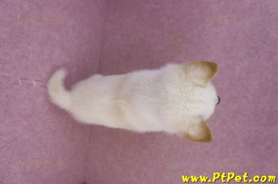 05/24白色柴犬公幼犬12