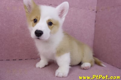 11/05雙色柯基犬公幼犬8