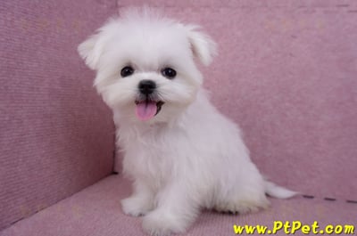 07/26迷你型馬爾濟斯公幼犬(屏東市)9