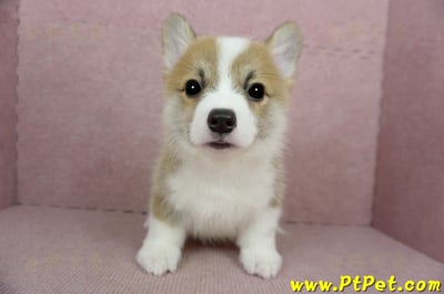 02/09雙色柯基犬公幼犬(新竹)4