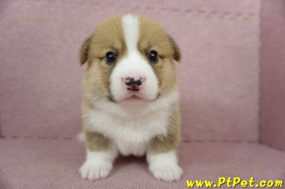 04/01雙色柯基犬公幼犬(屏東九如)2