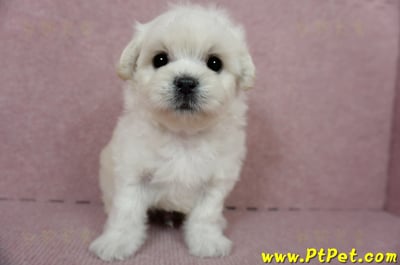 01/10奶白色馬爾泰迪公幼犬3號(屏東萬丹)2