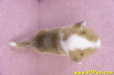 11/30雙色柯基犬公幼犬3號11