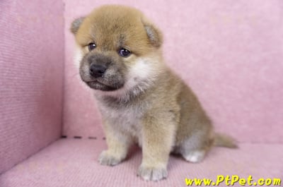10/01赤色柴犬公幼犬1號5