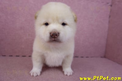 02/06白色柴犬公幼犬2