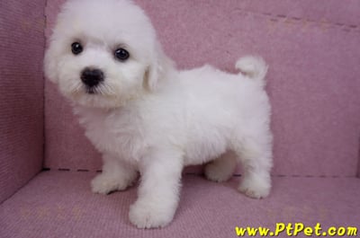 07/22比熊犬母幼犬2號(屏東新園)10