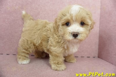 05/05奶油色馬爾泰迪公幼犬(高雄楠梓)5