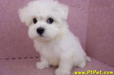 03/20馬爾濟斯公幼犬(新北土城)12