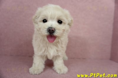 03/31奶油色馬爾泰迪母幼犬3號(屏東恆春)1