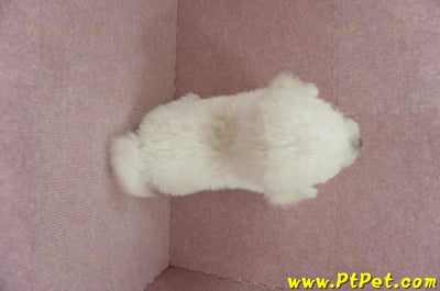 03/11比熊犬公幼犬(新北林口)12