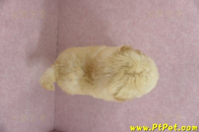 11/26迷你型奶油貴賓公幼犬(屏東市)13