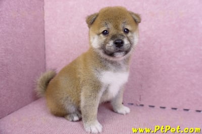 07/11赤色柴犬母幼犬1號(新北中和)3