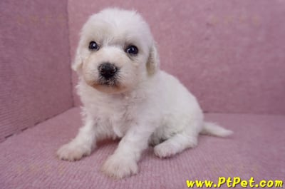 05/27比熊犬母幼犬2號5