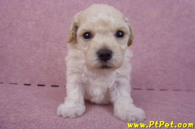 04/01泰迪比熊母幼犬3號1