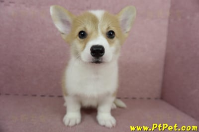 04/13雙色柯基犬母幼犬(高雄橋頭)1