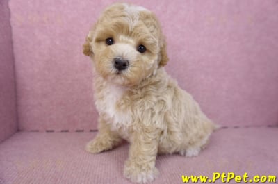 02/18泰迪比熊母幼犬3號(屏東市)12