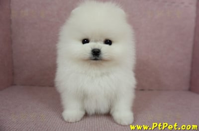 12/27迷你型松鼠白博美公幼犬(高雄前鎮)5