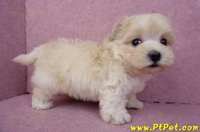 08/02奶油色馬爾泰迪公幼犬(桃園龍潭)5