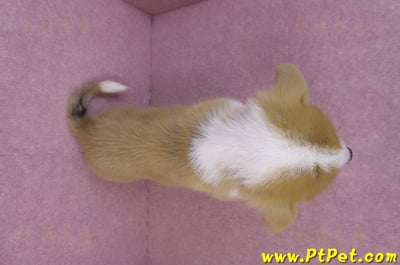 11/02雙色柯基犬公幼犬11