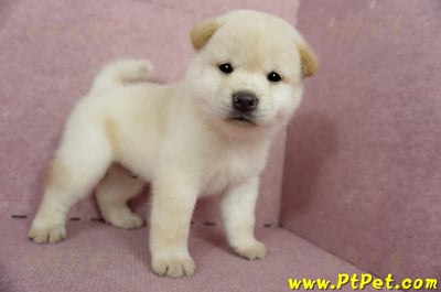 04/26白色柴犬公幼犬(屏東內埔)1