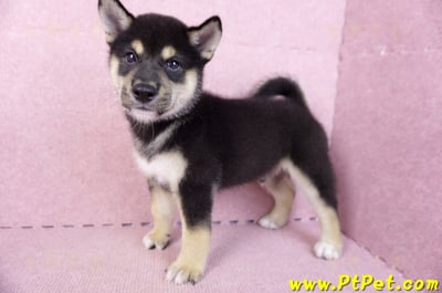 07/05黑色柴犬公幼犬(新北新莊)8