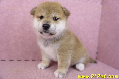 09/10赤色柴犬母幼犬4