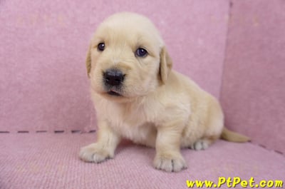 07/18黃金獵犬母幼犬3號(新北新莊)7