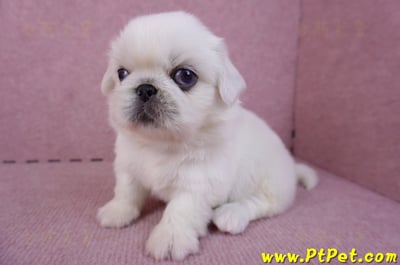 10/31北京狗公幼犬(台北松山)5