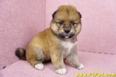 06/24赤色長毛柴犬公幼犬(屏東內埔)3