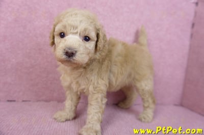 12/06玩具型奶油貴賓母幼犬2號8