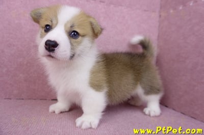 08/03雙色柯基犬公幼犬1號(高雄大樹)11