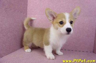 05/27雙色柯基犬公幼犬(台中西屯)9