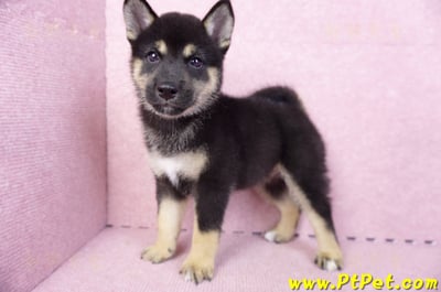 07/05黑色柴犬母幼犬2號(台北中山)8