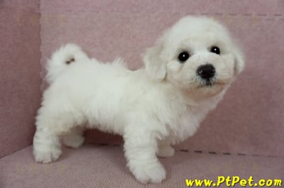 01/12比熊犬公幼犬(花蓮吉安)5