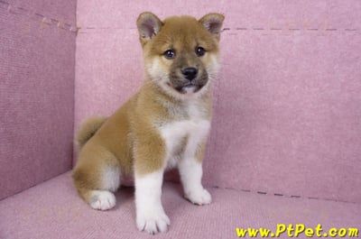 11/19赤色柴犬公幼犬(台中豐原)3