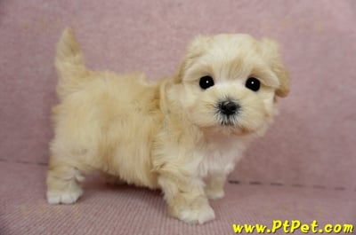 03/21奶油色馬爾泰迪母幼犬(基隆市)3