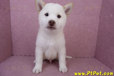 06/14白色柴犬公幼犬(台中北區)1