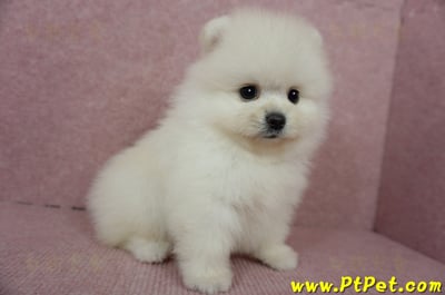 05/22迷你型松鼠白博美公幼犬2號(高雄前鎮)5